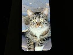 Lost Male Cat last seen Sankey , Pleasant Grove, CA 95668
