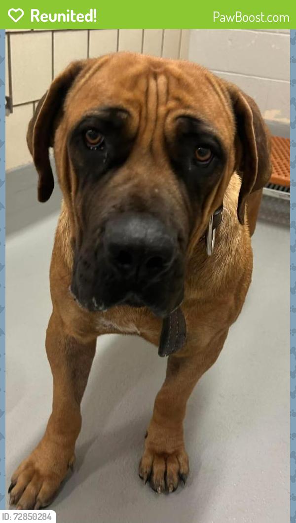 Reunited Female Dog last seen Located at Rockdale County Animal Service, 1506 Rockbridge Road, Conyers, GA 30012, Conyers, GA 30012