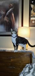 Reunited Female Cat last seen Near 9th St SW, Puyallup, WA 98373, USA, Puyallup, WA 98373