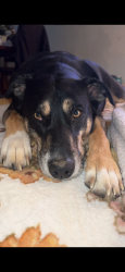 Reunited Female Dog last seen Hulmeville rd, Eddington, PA 19020