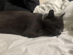 Lost Male Cat last seen Gum branch , Jacksonville, NC 28546