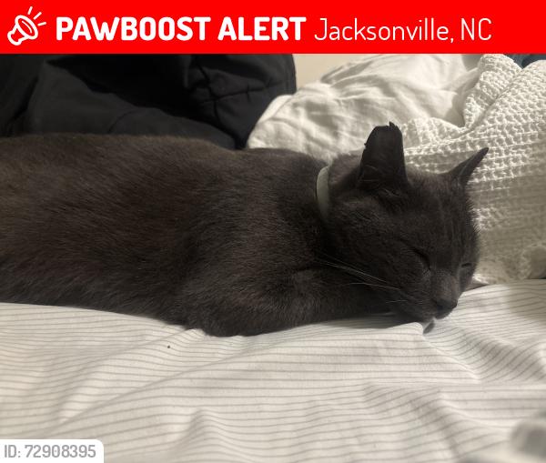 Lost Male Cat last seen Gum branch , Jacksonville, NC 28546