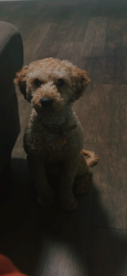 Lost Male Dog last seen Near pine, Philadelphia, PA 19143