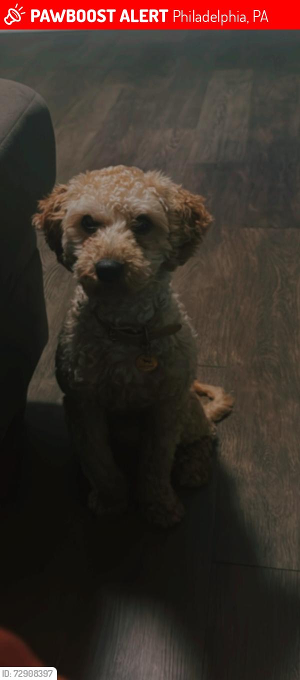 Lost Male Dog last seen Near pine, Philadelphia, PA 19143
