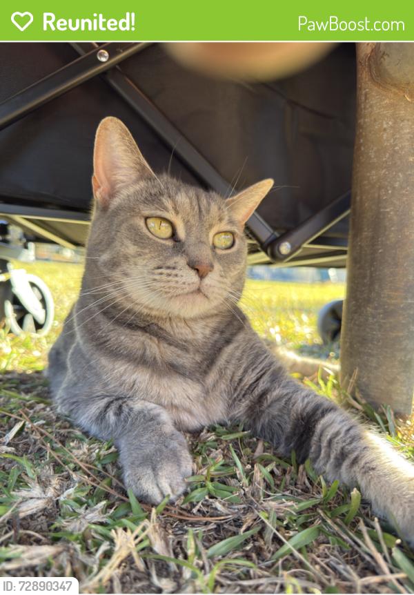 Reunited Female Cat last seen Stronach Ave and Clingman street, Goldsboro, NC 27534
