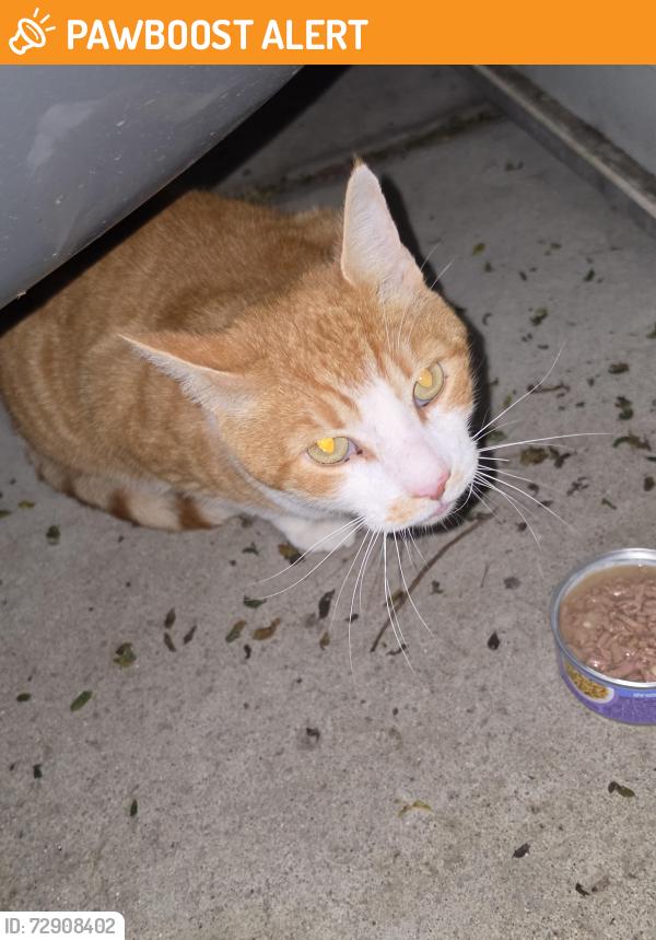Found/Stray Male Cat last seen Morton Taylor & Saltz, Canton Township, MI 48188