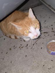 Found/Stray Male Cat last seen Morton Taylor & Saltz, Canton Township, MI 48188