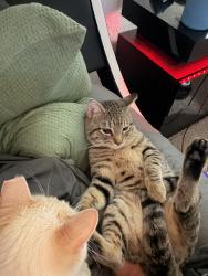 Reunited Male Cat last seen Cable ranch road. Back of complex , San Antonio, TX 78245