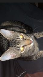 Lost Male Cat last seen avenida samuel martins , Jundiaí, SP 