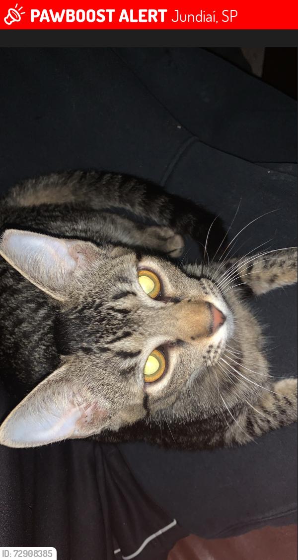 Lost Male Cat last seen avenida samuel martins , Jundiaí, SP 