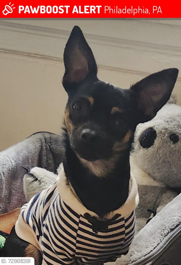 Lost Male Dog last seen 5th and Cheltenham Area, Philadelphia, PA 19126