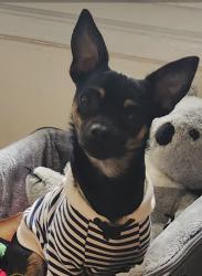 Lost Male Dog last seen 5th and Cheltenham Area, Philadelphia, PA 19126