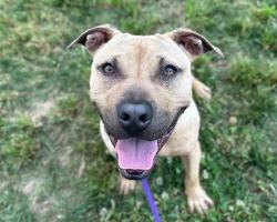 Shelter Stray Male Dog last seen CHARLOTTE, Charlotte, NC 28217