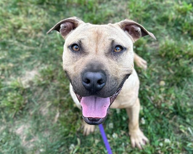 Shelter Stray Male Dog last seen CHARLOTTE, Charlotte, NC 28217