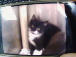 Shelter Stray Male Cat last seen CHARLOTTE, 8315 Byrum Dr, Charlotte, NC 28217, USA