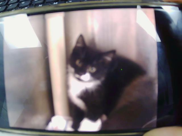 Shelter Stray Male Cat last seen CHARLOTTE, 8315 Byrum Dr, Charlotte, NC 28217, USA