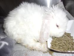 Shelter Stray Female Other last seen , Los Angeles, CA 91405