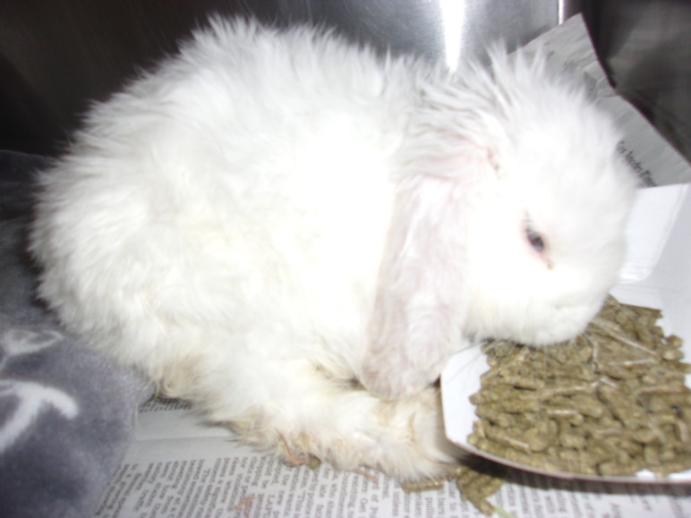 Shelter Stray Female Other last seen , 14409 Vanowen St, Van Nuys, CA 91405, USA