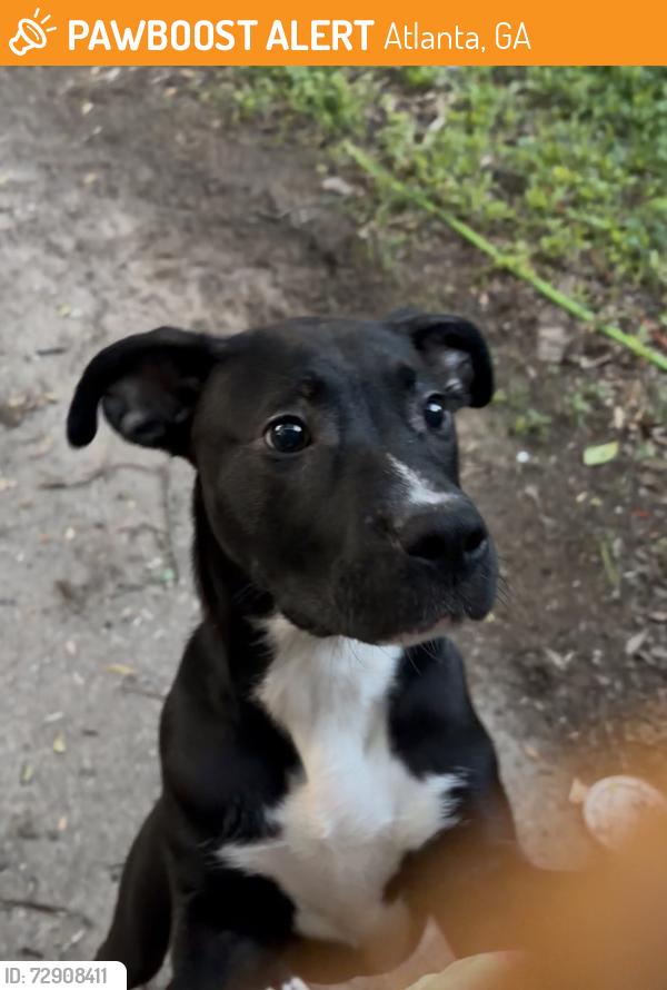 Found/Stray Male Dog last seen Sunnyhill dr se, fleetwood dr se, Atlanta, GA 30316