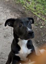 Found/Stray Male Dog last seen Sunnyhill dr se, fleetwood dr se, Atlanta, GA 30316