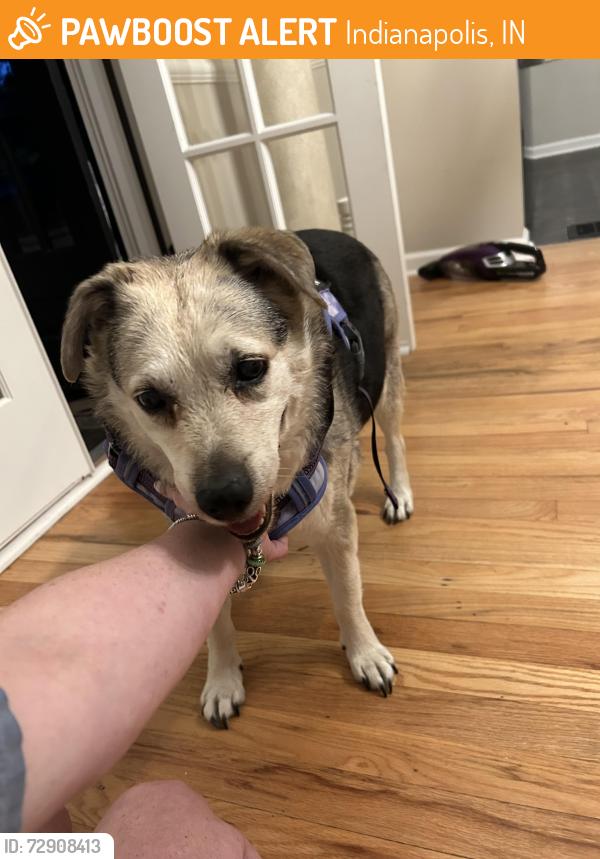 Found/Stray Female Dog last seen Near the fire station on w Washington and 54, Indianapolis, IN 46241