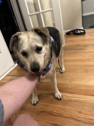 Found/Stray Female Dog last seen Near the fire station on w Washington and 54, Indianapolis, IN 46241
