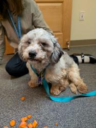 Reunited Male Dog last seen Cameron Blvd at 15-501, Durham, NC 27710