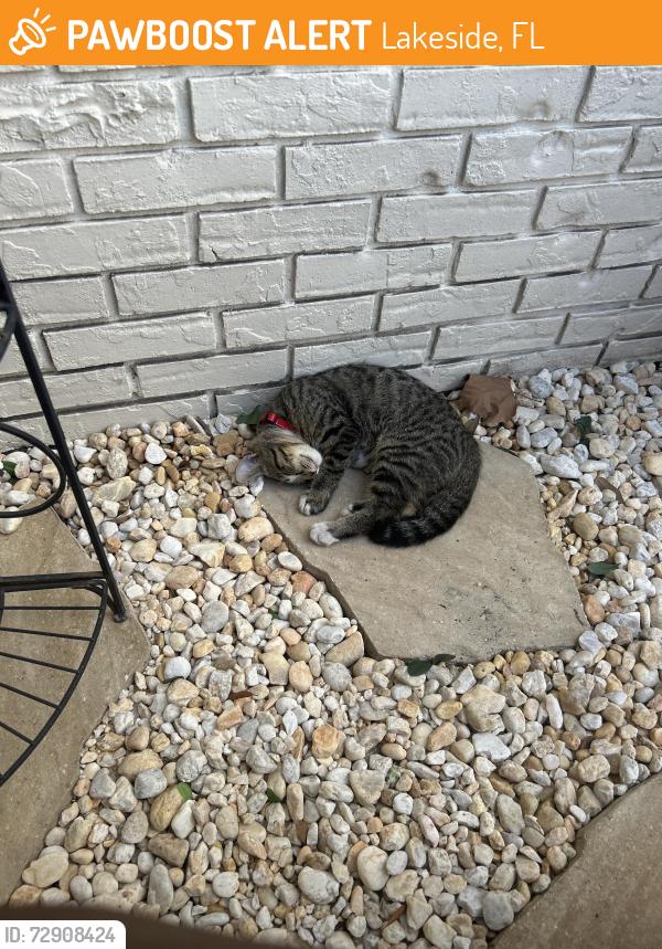 Found/Stray Female Cat last seen Lakeside Dr, Lakeside, FL 32073