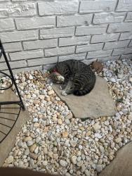 Found/Stray Female Cat last seen Lakeside Dr, Lakeside, FL 32073