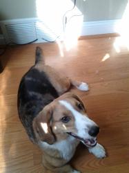 Lost Male Dog last seen Rhoads st and Haverford ave, Philadelphia, PA 19151
