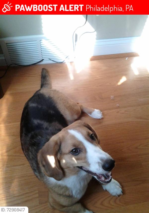 Lost Male Dog last seen Rhoads st and Haverford ave, Philadelphia, PA 19151