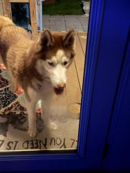Found/Stray Male Dog last seen Hyde park circle Jacksonville fl, Jacksonville, FL 32210