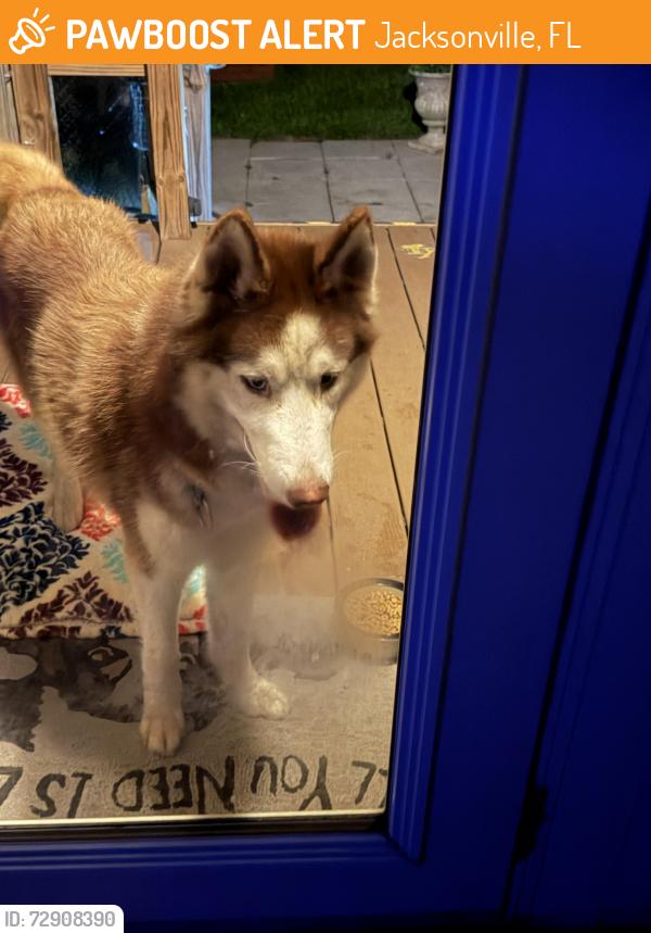 Found/Stray Male Dog last seen Hyde park circle Jacksonville fl, Jacksonville, FL 32210
