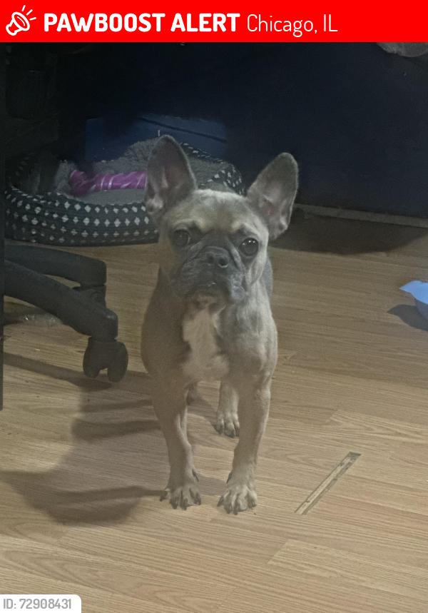 Lost Female Dog last seen Keystone and augusta, Chicago, IL 60651