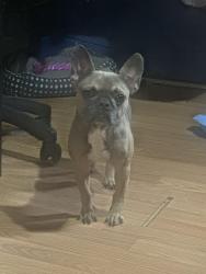 Lost Female Dog last seen Keystone and augusta, Chicago, IL 60651
