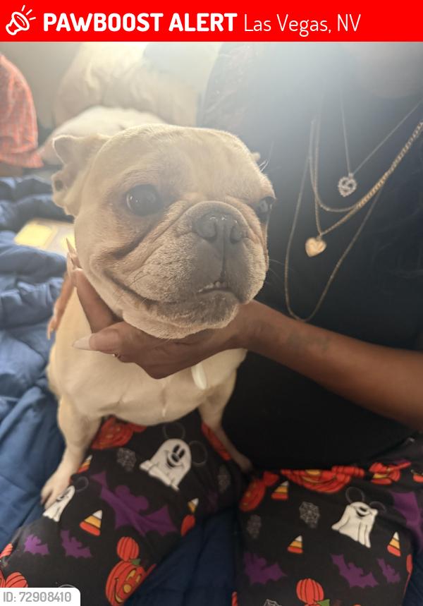 Lost Female Dog last seen Bonanza & Bruce or Bonanza & 29th, Las Vegas, NV 89101