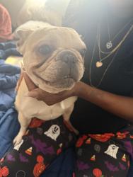 Lost Female Dog last seen Bonanza & Bruce or Bonanza & 29th, Las Vegas, NV 89101