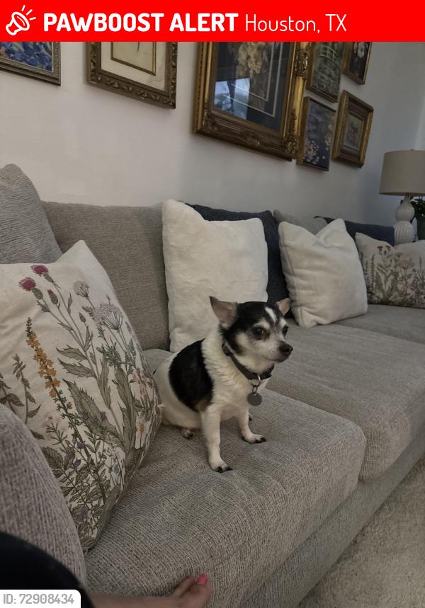 Lost Male Dog last seen Dairy ashford, Houston, TX 77072