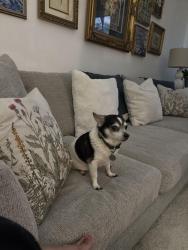 Lost Male Dog last seen Dairy ashford, Houston, TX 77072