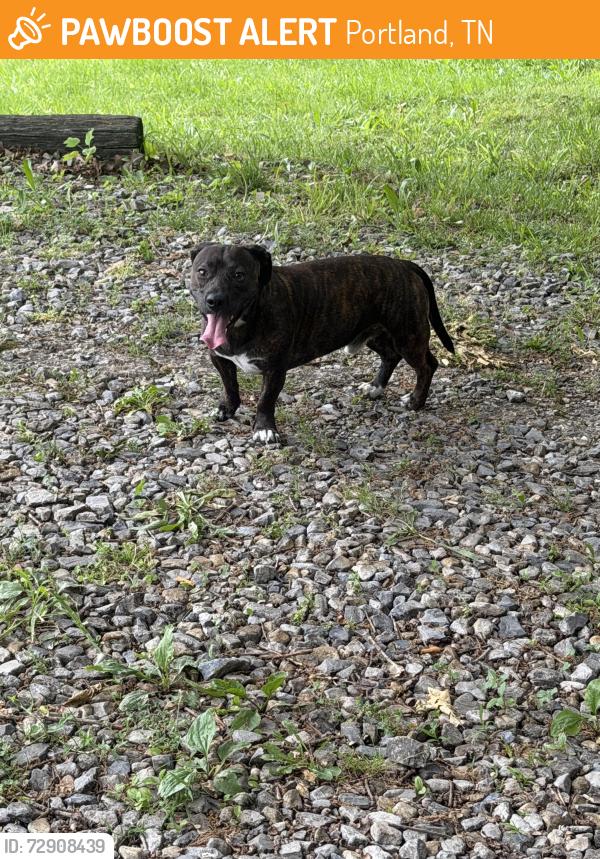 Found/Stray Male Dog last seen N Browns Lane & Old 109, Portland, TN 37148