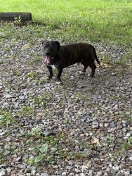 Found/Stray Male Dog last seen N Browns Lane & Old 109, Portland, TN 37148