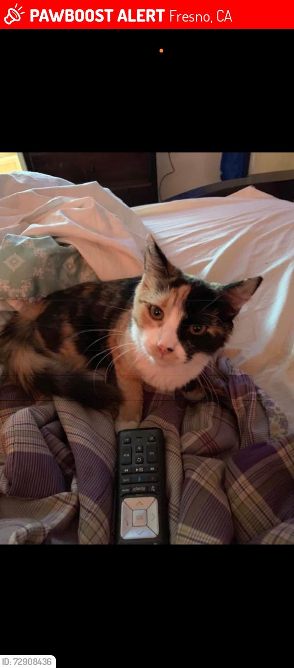 Lost Female Cat last seen McKinley and cheatnut, Fresno, CA 93727