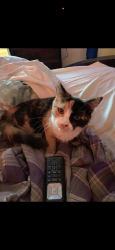 Lost Female Cat last seen McKinley and cheatnut, Fresno, CA 93727