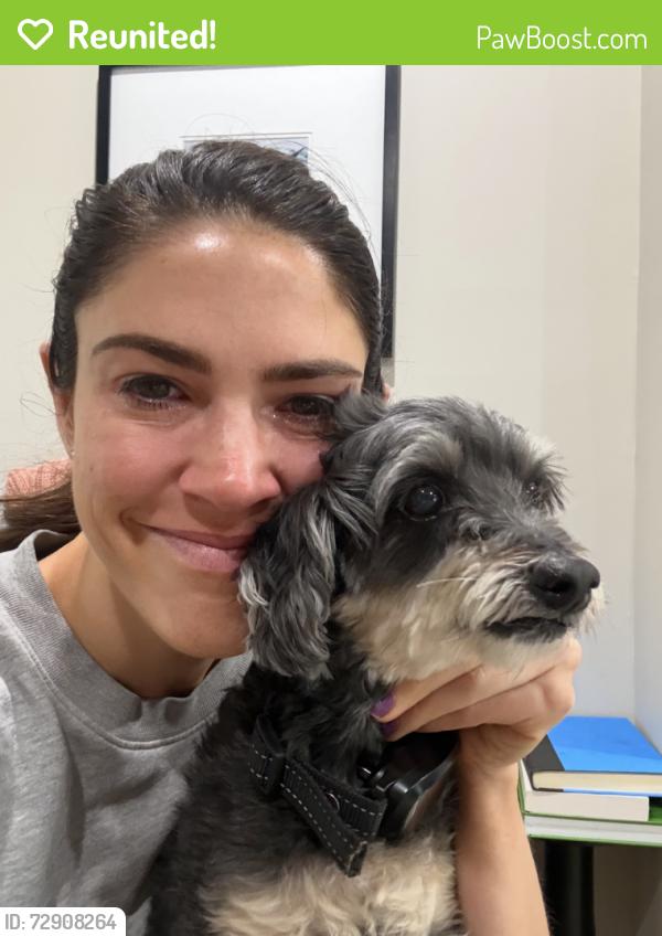 Reunited Male Dog last seen 7th Ave and Prospect Ave, Brooklyn, NY 11215