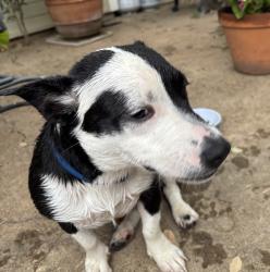 Found/Stray Female Dog last seen  Chateau Avenue, Waco, TX 76710