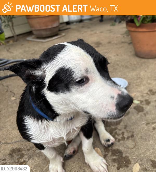 Found/Stray Female Dog last seen  Chateau Avenue, Waco, TX 76710