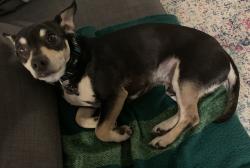 Reunited Male Dog last seen HW 146 between 96 and 646, out in field (escaped from yard), League City, TX 77573