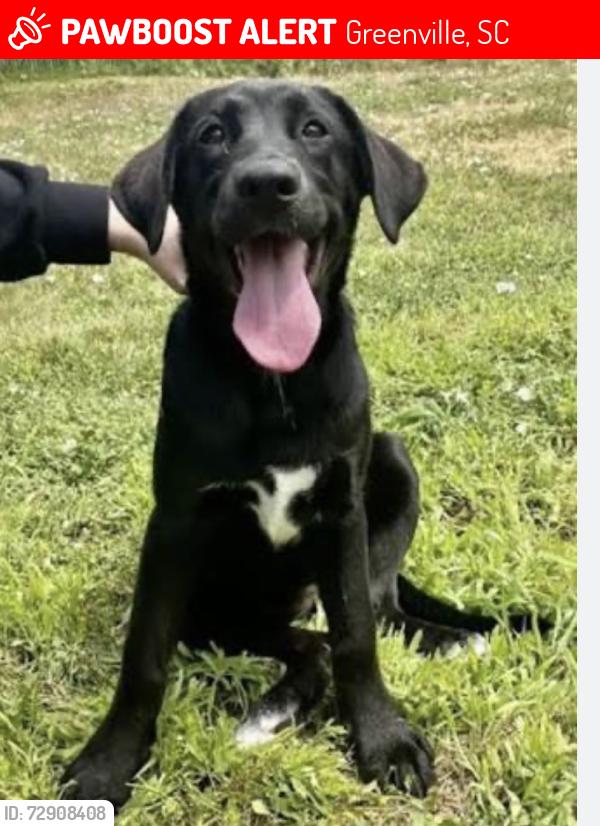 Lost Female Dog last seen Assembly apmt and blue ridge road , Greenville, SC 29601