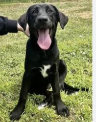 Lost Female Dog last seen Assembly apmt and blue ridge road , Greenville, SC 29601