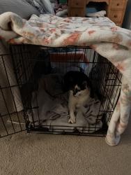 Lost Male Cat last seen Near McDonald Rd & Three Notch(Ted’s Fruit Stand Area), Theodore, AL 36582